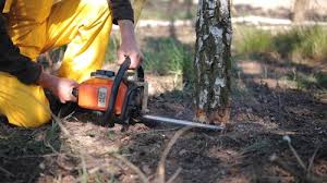 How Our Tree Care Process Works  in  Middlebush, NJ